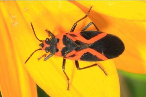 False milkweed bug How to identify it? - Picture Insect