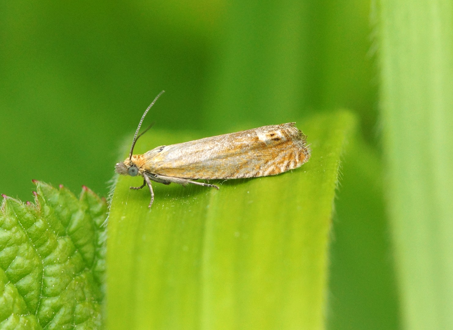 Choristoneura rosaceana (Choristoneura rosaceana) - Picture Insect