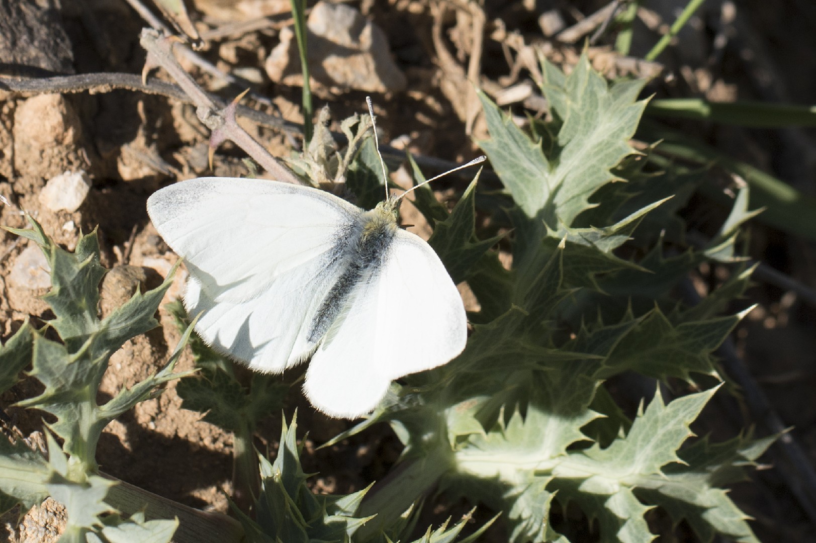 Репница (Pieris rapae) - Picture Insect