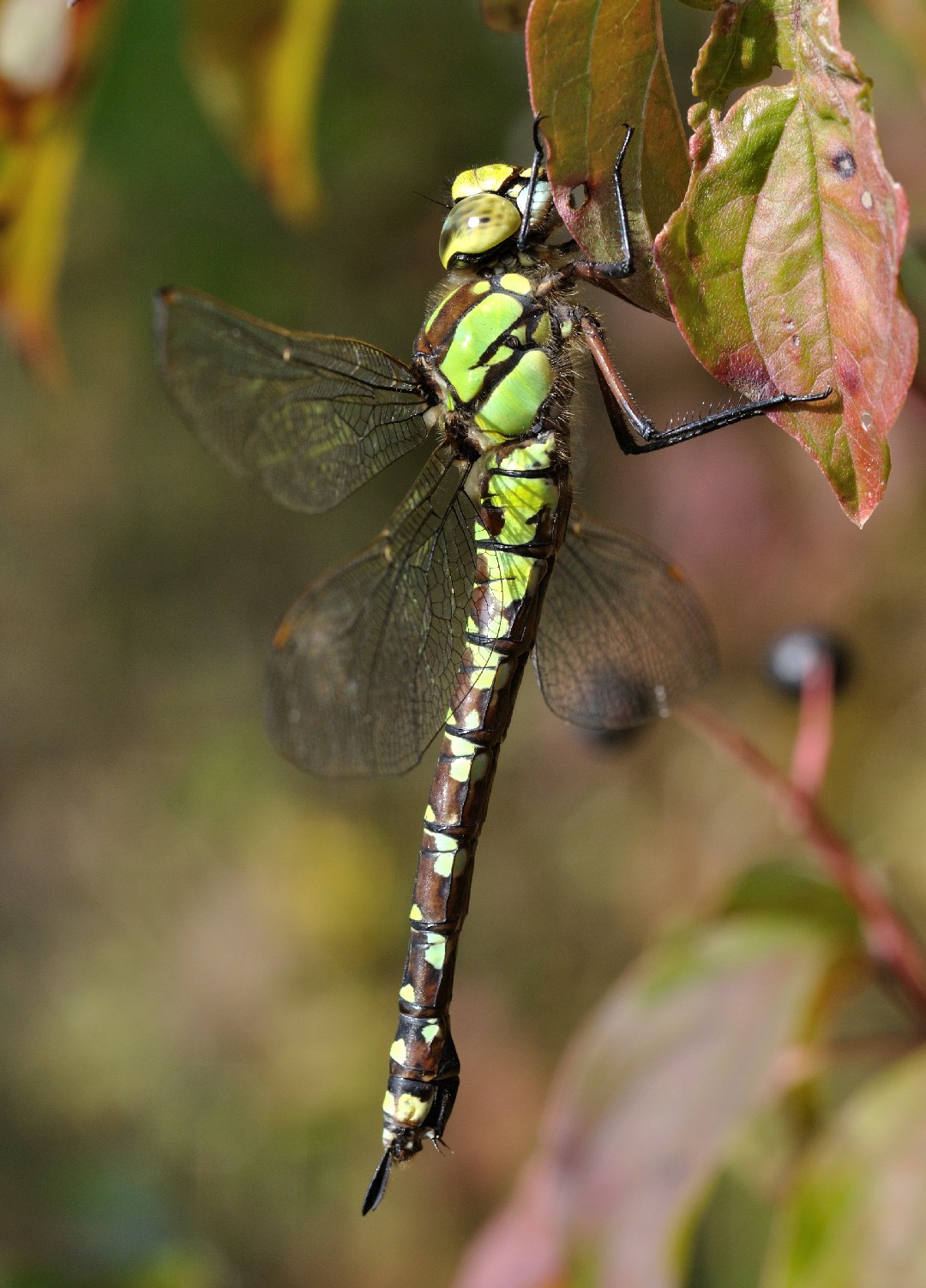 Коромысло синее (Aeshna cyanea) - Picture Insect