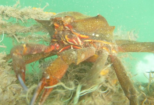 Northern kelp crab