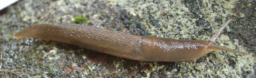 Tree slug (Lehmannia marginata) - Picture Insect