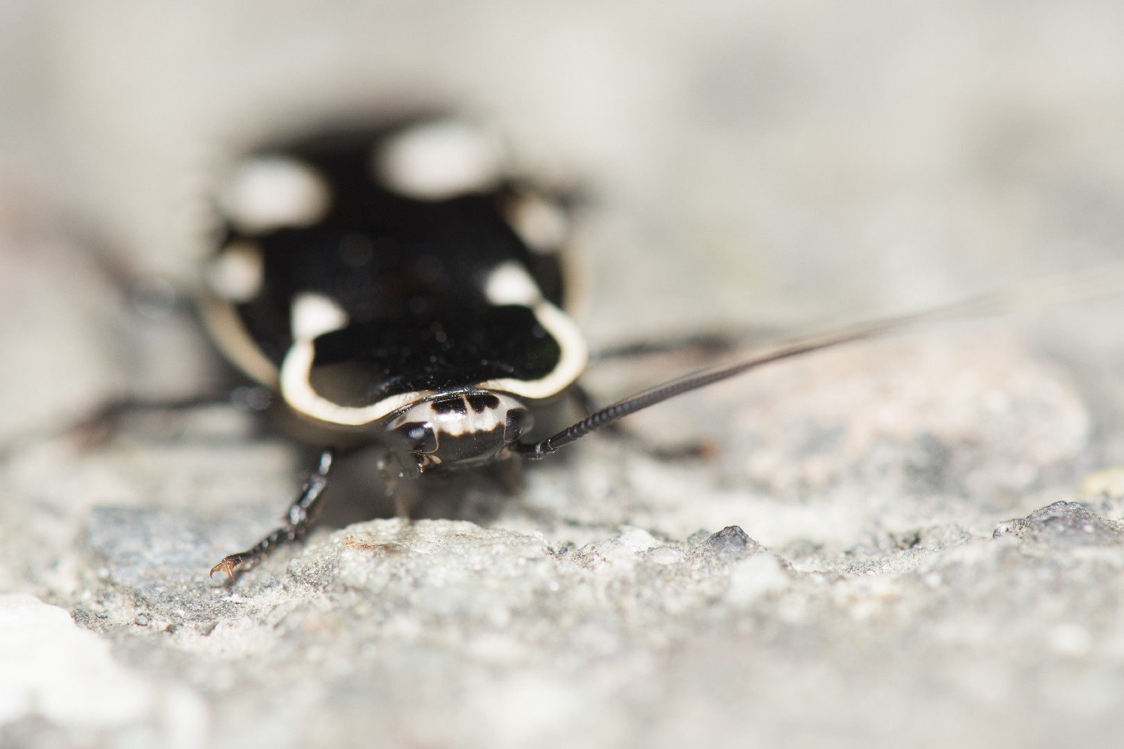 Paranauphoeta (Paranauphoeta)