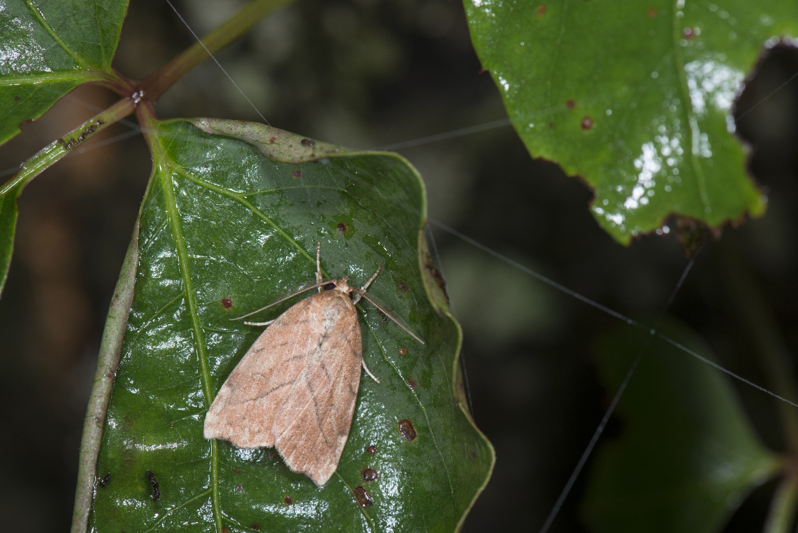 Macrochthonia (Macrochthonia)