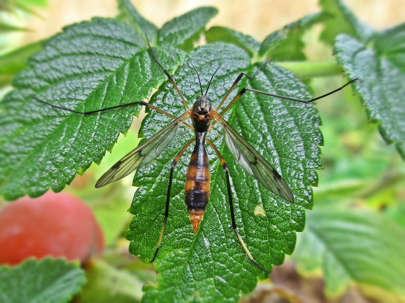 細腰大蚊屬 (Ptychoptera)