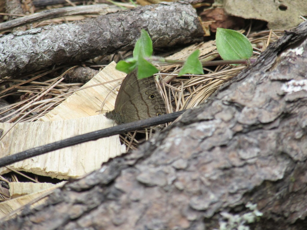 Hermeuptychia (Hermeuptychia)