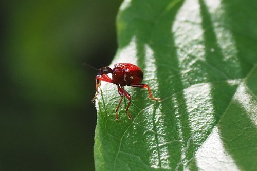 Paratrachelophorus (Paratrachelophorus)