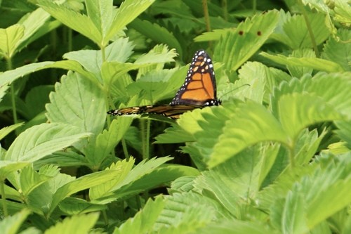 オオカバマダラ (Danaus plexippus) - Picture Insect