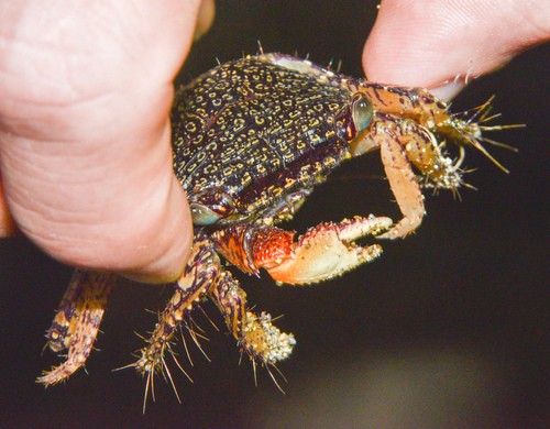 Racer mangrove crab
