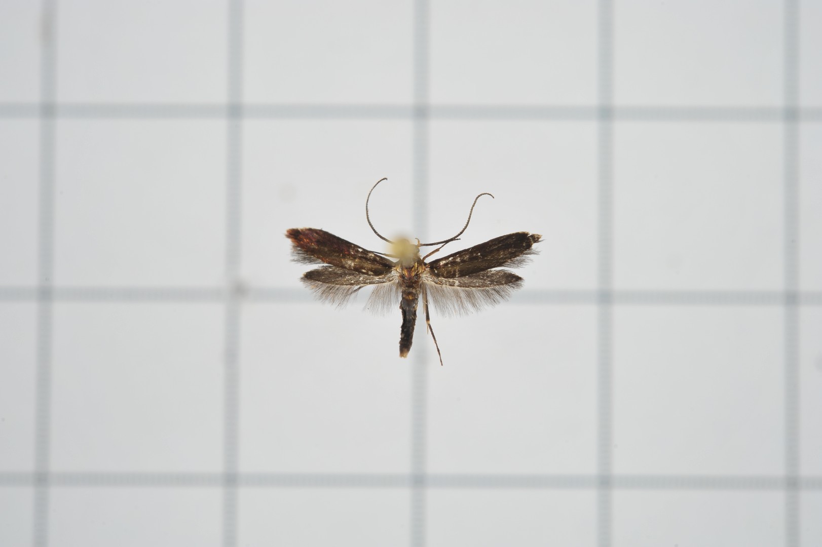 Lamprystica (Lamprystica)