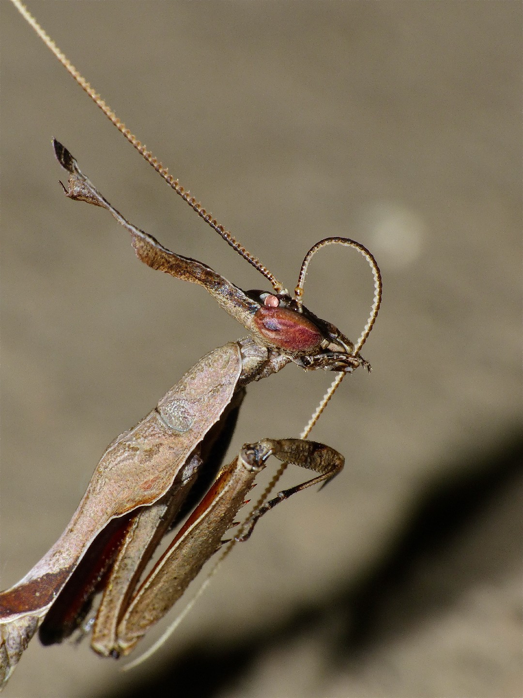 Phyllocrania paradoxa (Phyllocrania paradoxa) - Picture Insect