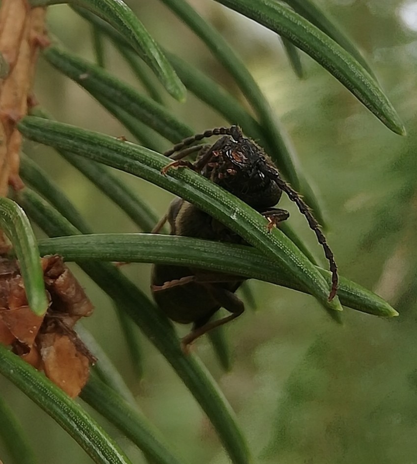 Tetropium (Tetropium)