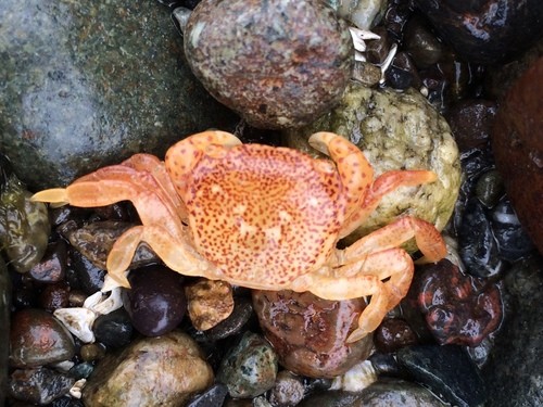 Purple shore crab