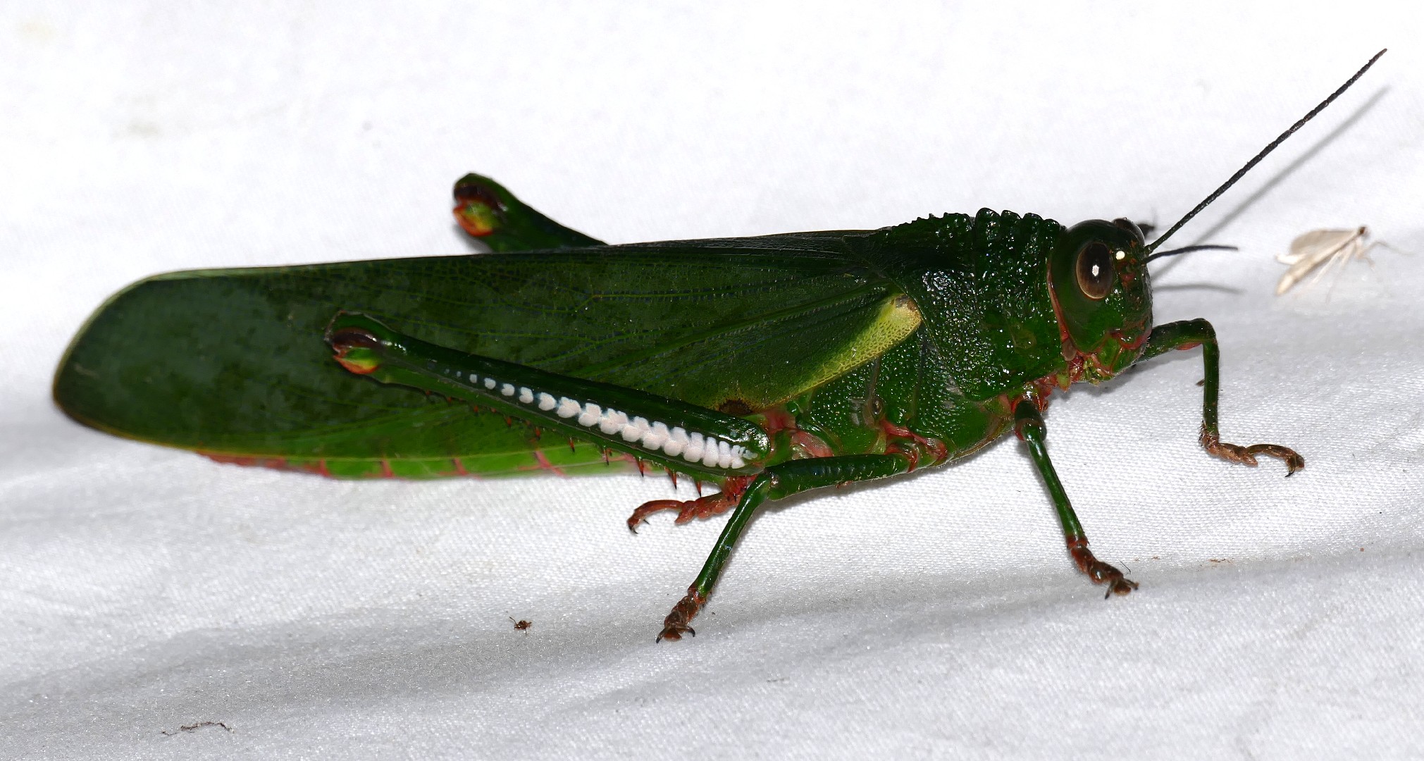 Eastern Lubber Grasshopper (Romalea microptera) - Picture Insect