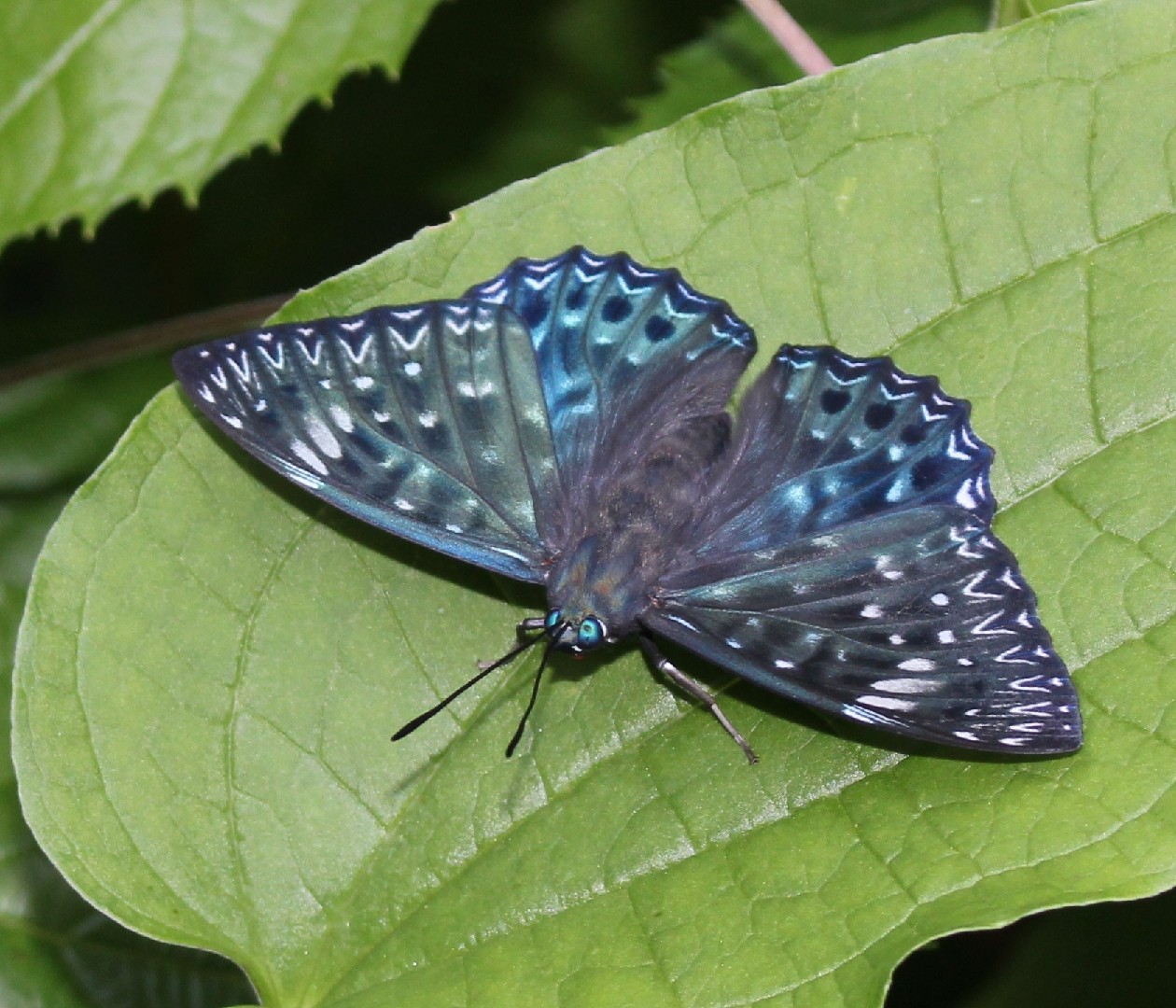 スミナガシ（墨流） (Dichorragia nesimachus) - Picture Insect