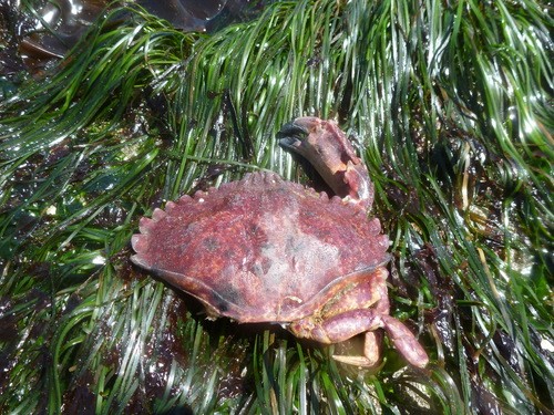 Red rock crabs