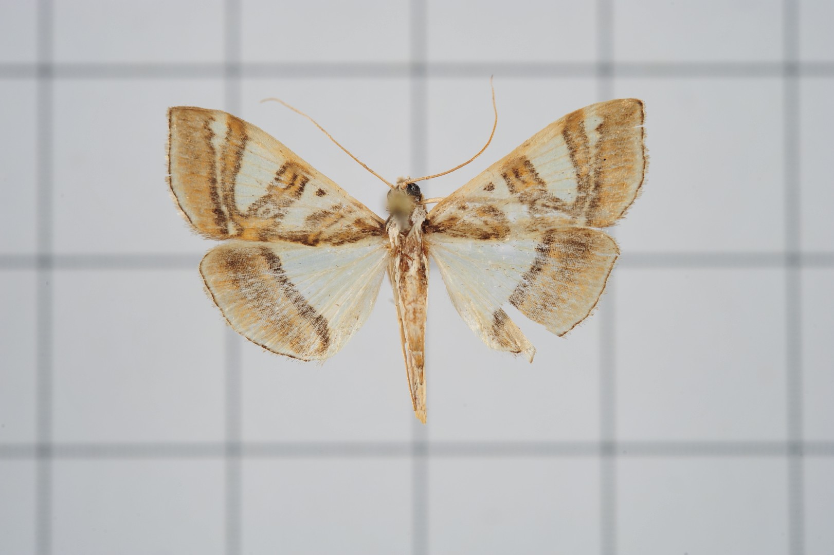 Glyphodes duplicalis (Glyphodes duplicalis) Picture Insect