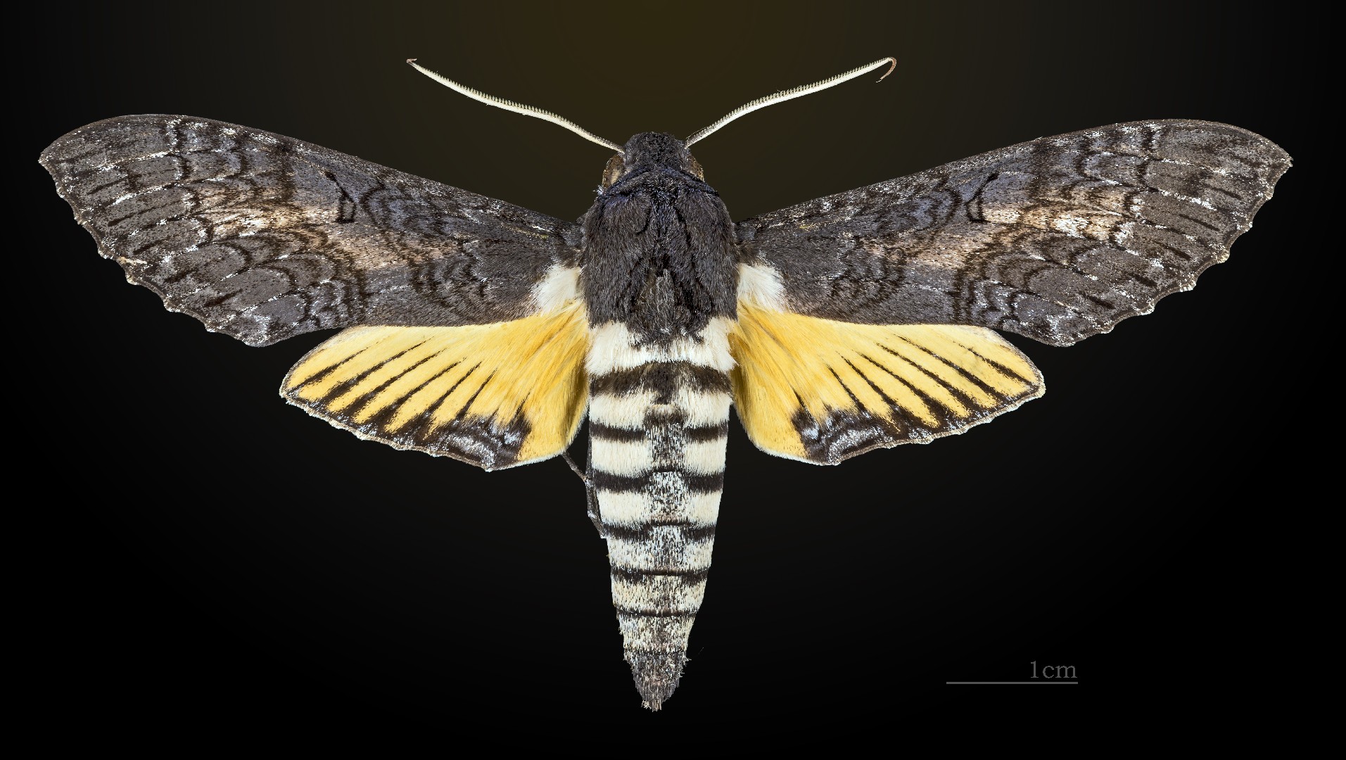 Isognathus caricae
