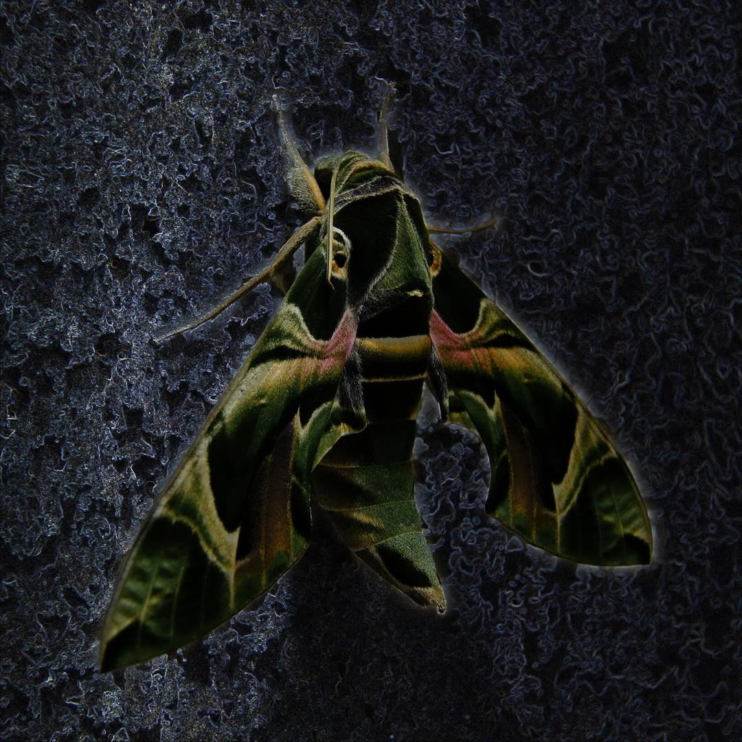 Oleander hawk-moth (Daphnis nerii) - JungleDragon