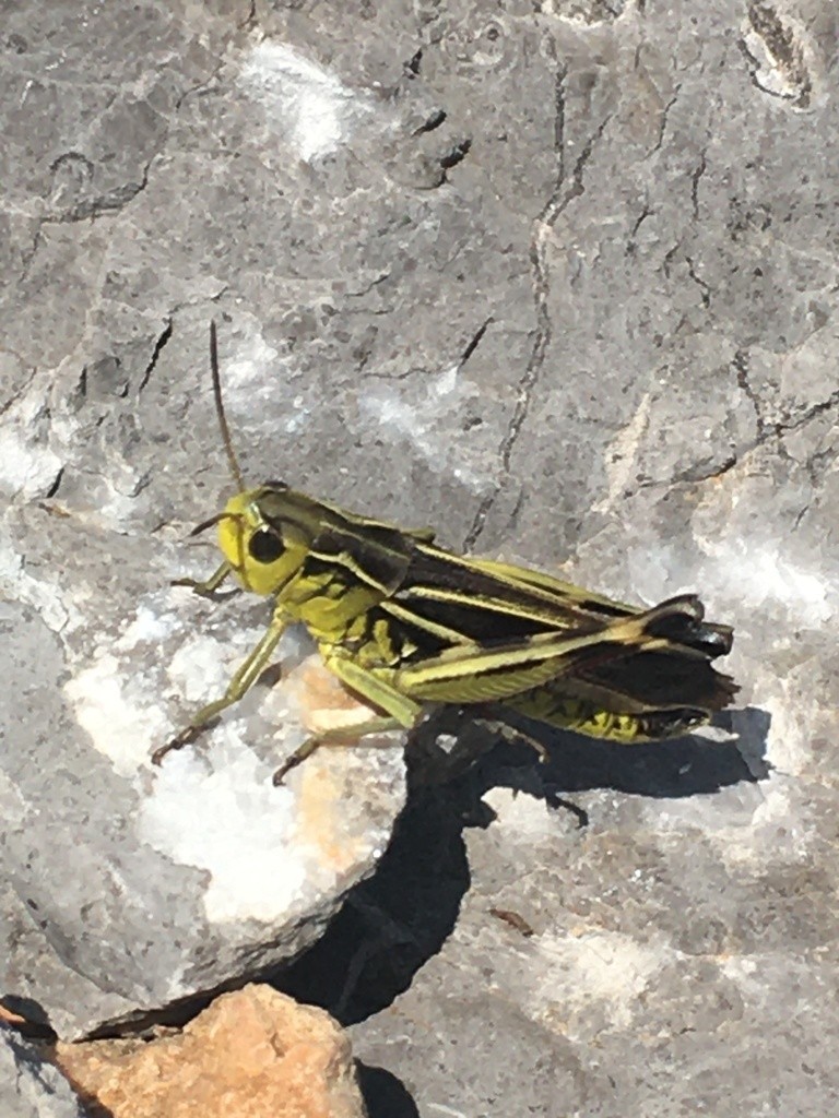 Large Banded Grasshopper
