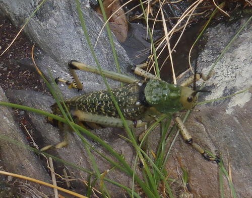 Phymateus leprosus