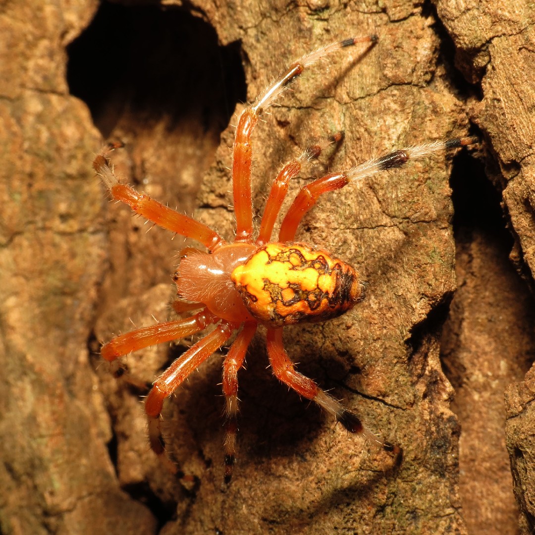 Крестовик мраморный (Araneus marmoreus) - Picture Insect