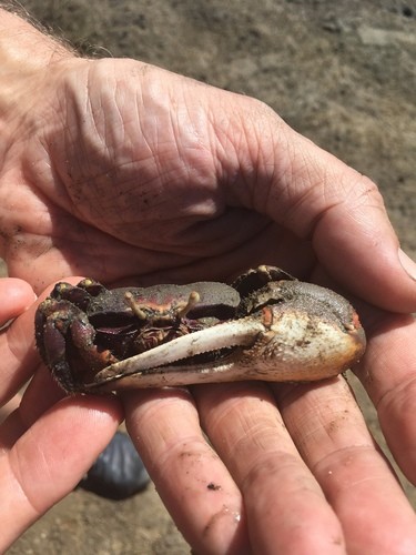 West african fiddler crab