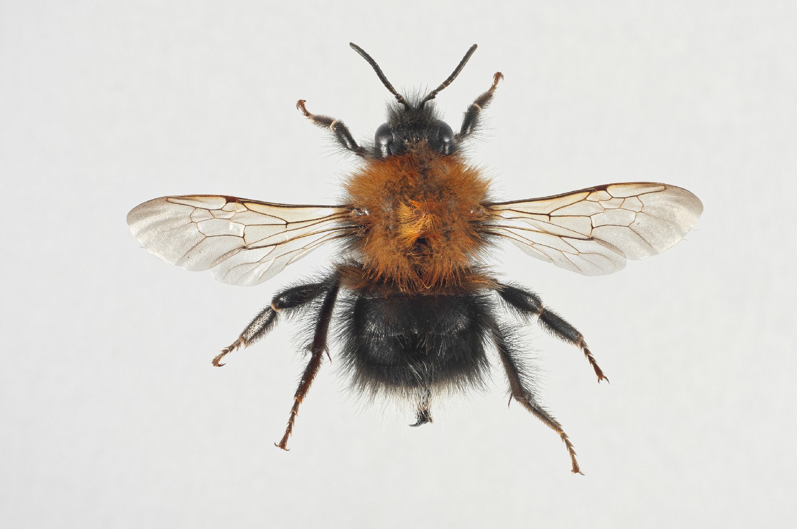 Городской шмель (Bombus hypnorum) - Picture Insect