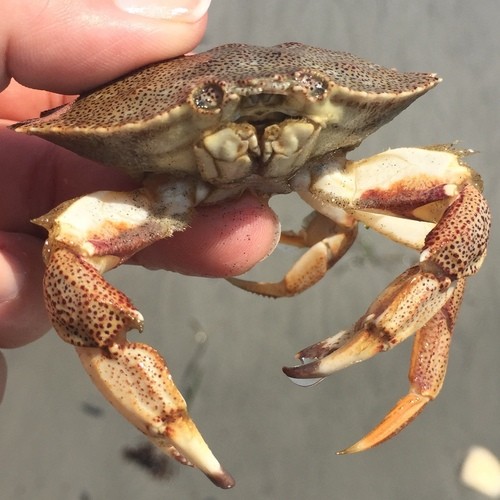 Atlantic rock crab