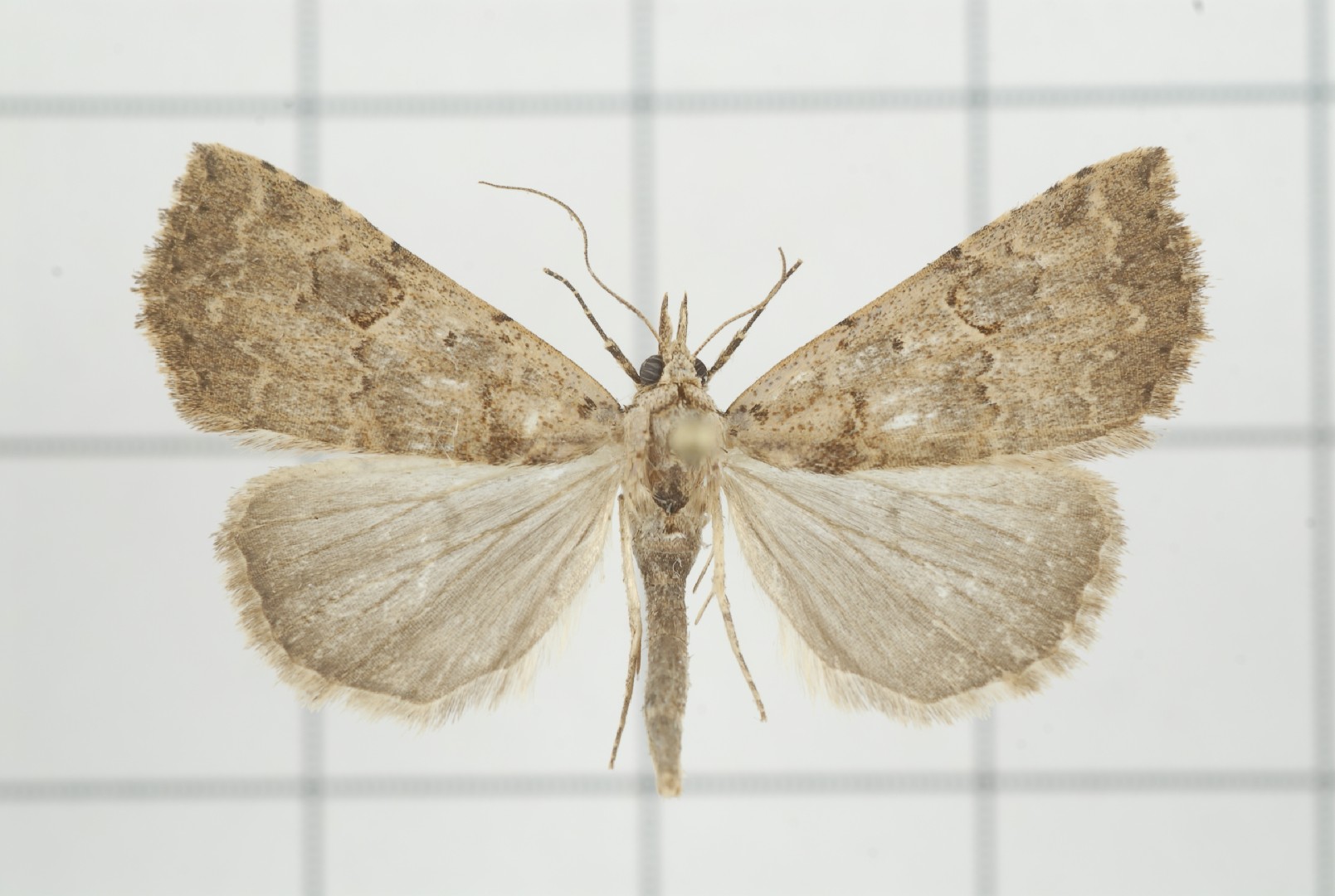 Pseudogyrtona (Pseudogyrtona)
