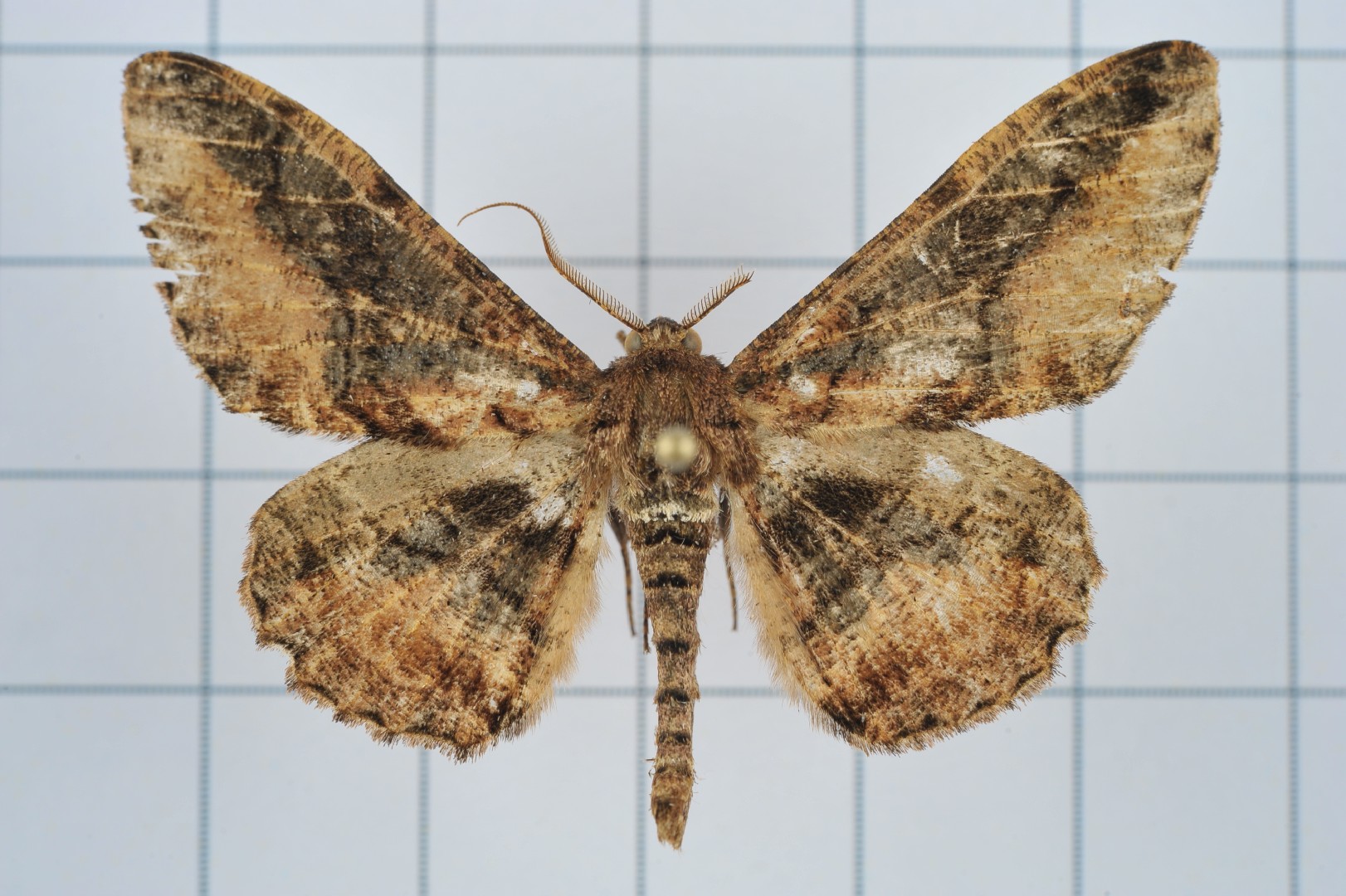 Jankowskia (Jankowskia)