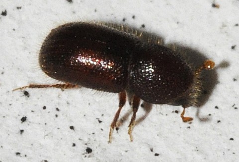 Taphrorychus bicolor (Taphrorychus bicolor) Picture Insect