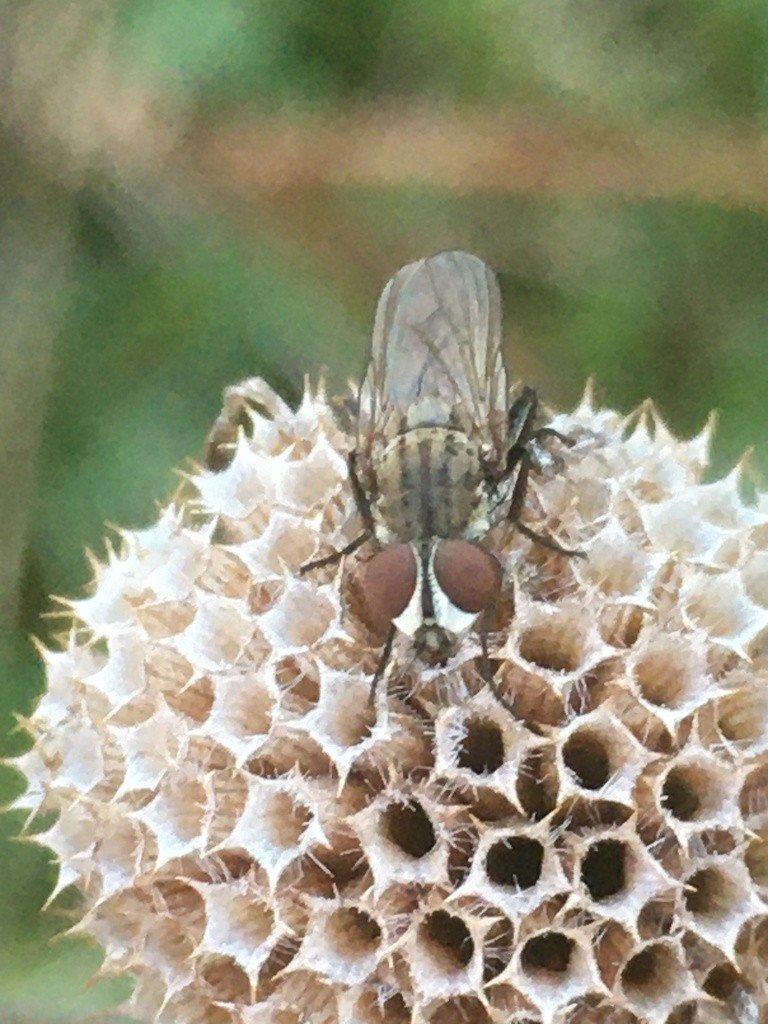 Leucophora (Leucophora)