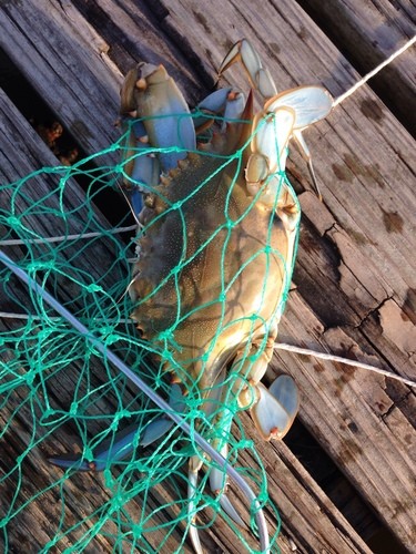 Blue crab