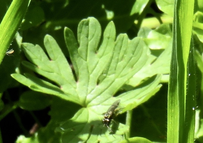 잎벌과 (Tenthredinidae)