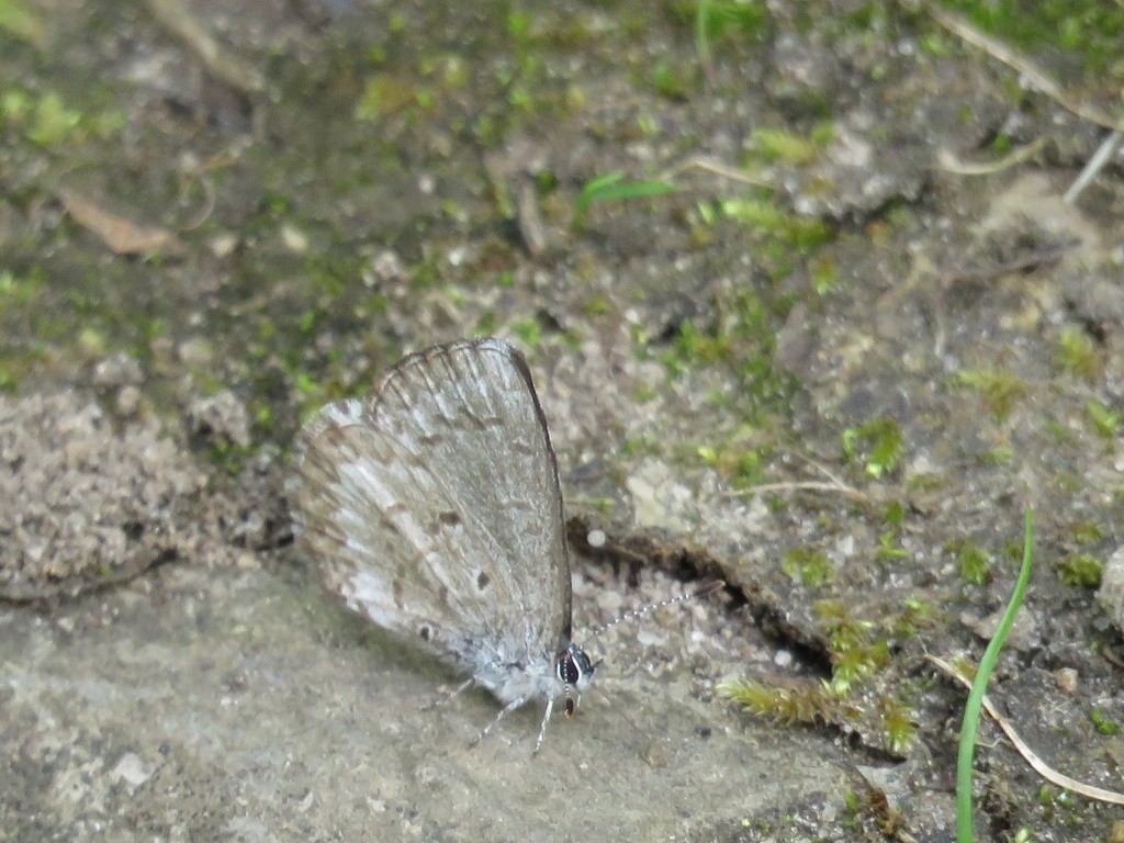 Azures (Celastrina)