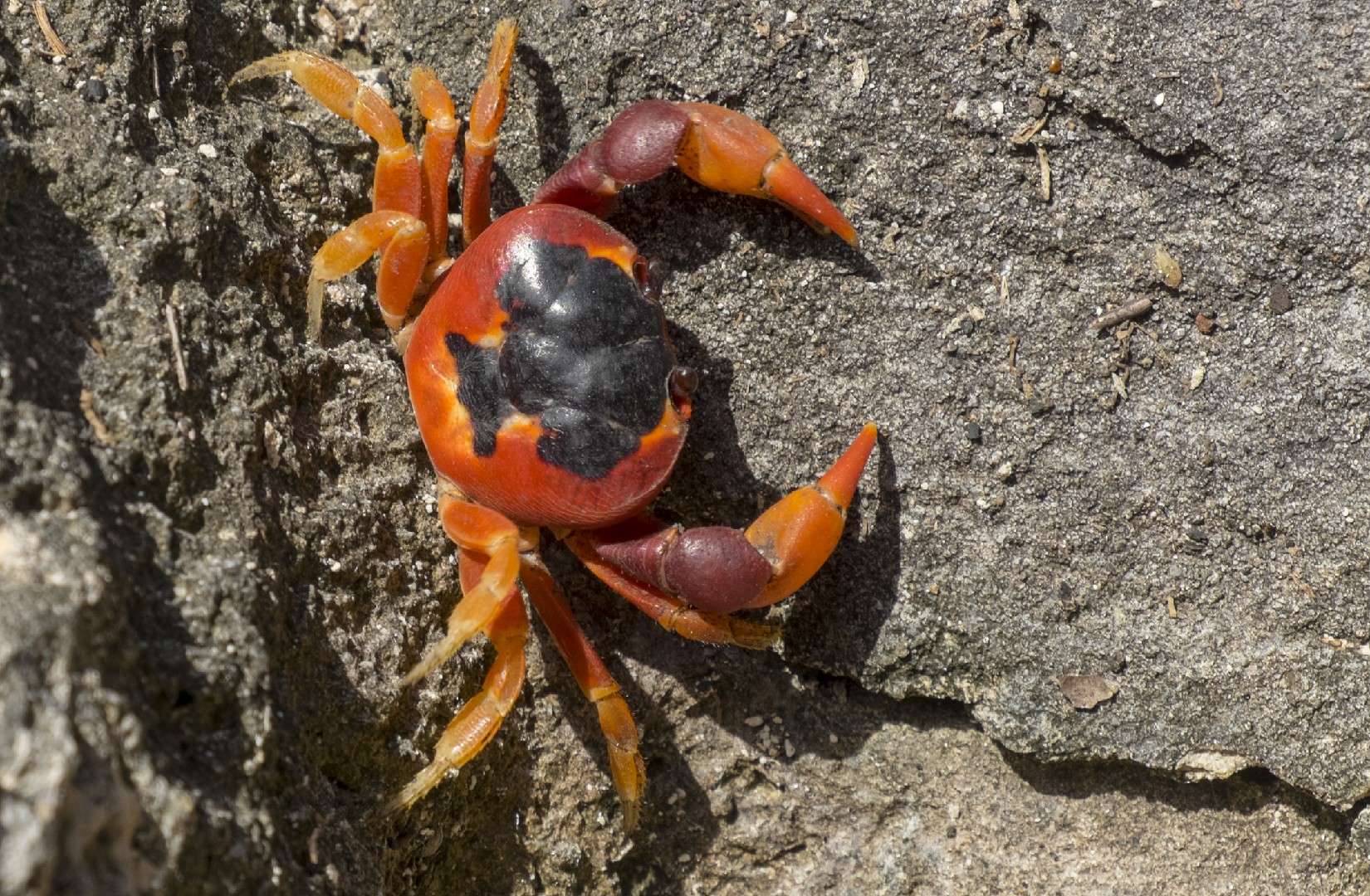 Purple land crab