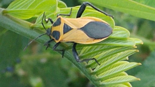 Sagotylus (Sagotylus)