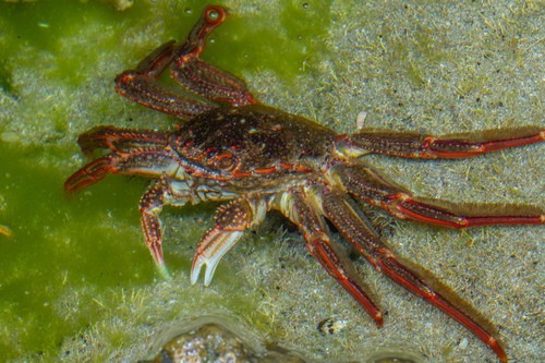 Red rock crab