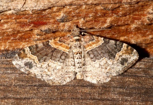 Red twin-spot