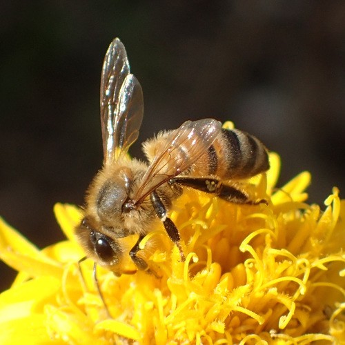 セイヨウミツバチ（西洋蜜蜂） (Apis mellifera) - Picture Insect