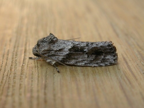 Agriophara (Agriophara)