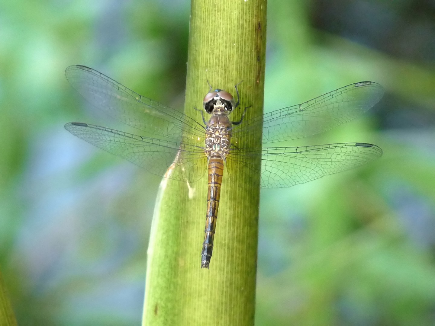 Blue dasher