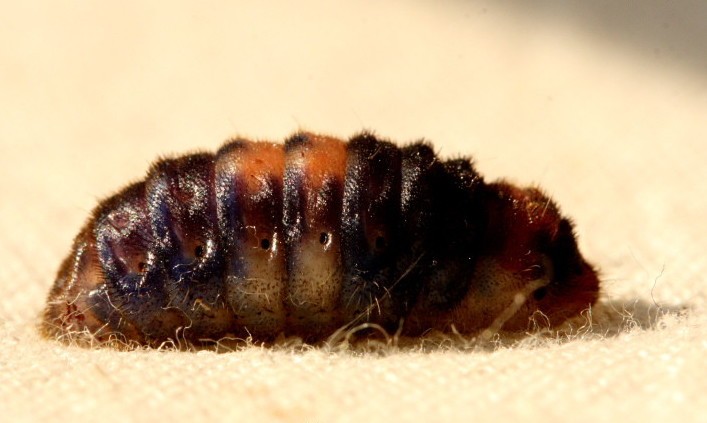 Virachola (Virachola)