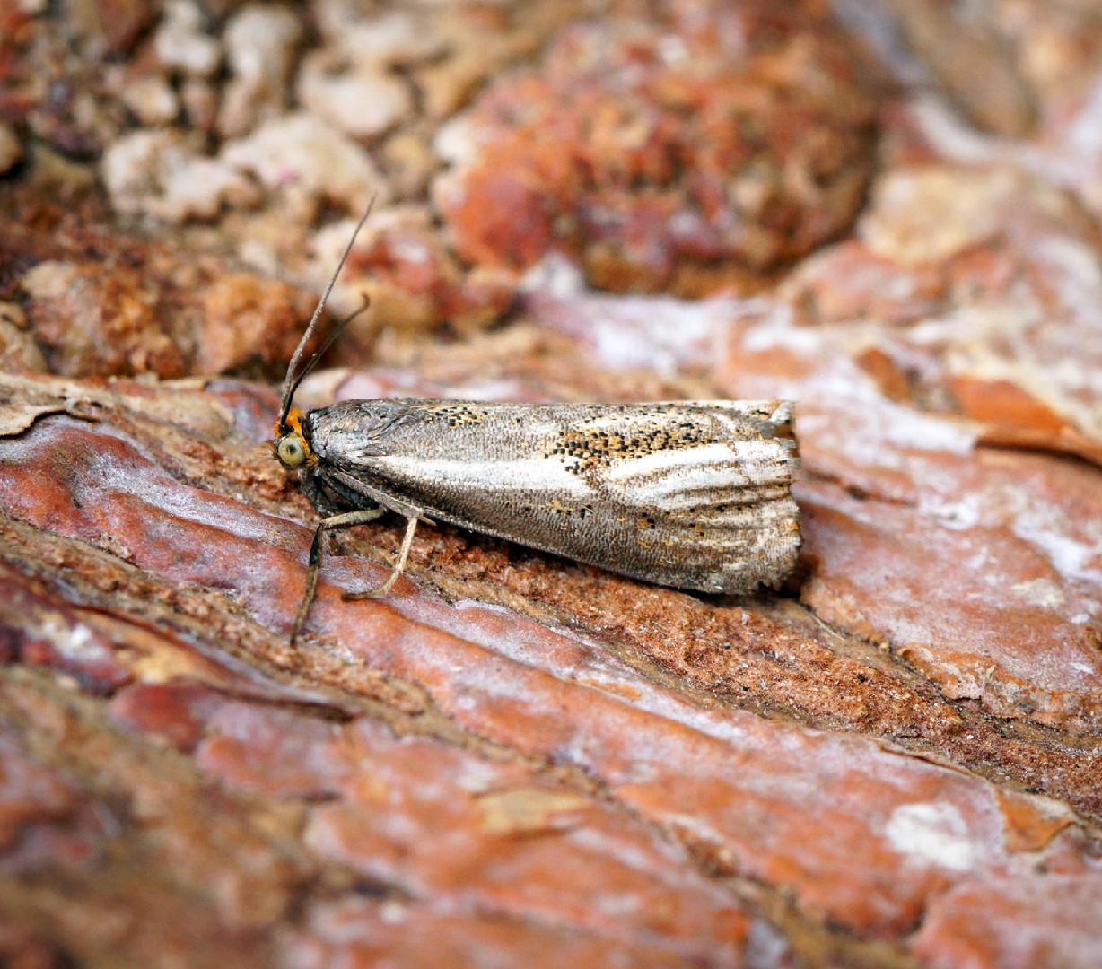 Thisanotia chrysonuchella (Thisanotia chrysonuchella) - Picture Insect