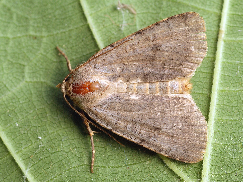 Protolampra (Protolampra)