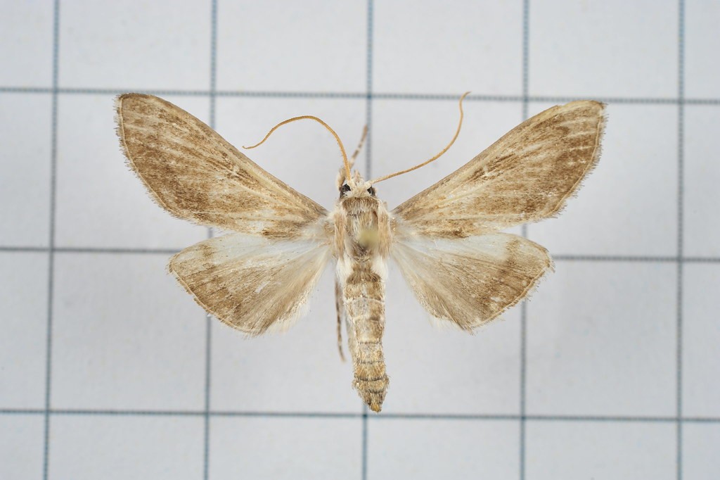 Cirrhochrista (Cirrhochrista)