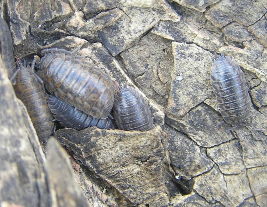 Trachelipus (Trachelipus)