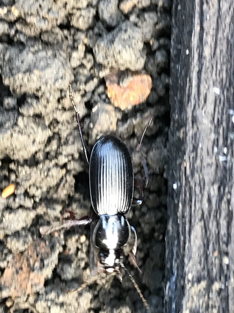 Carabidae (Carabidae)