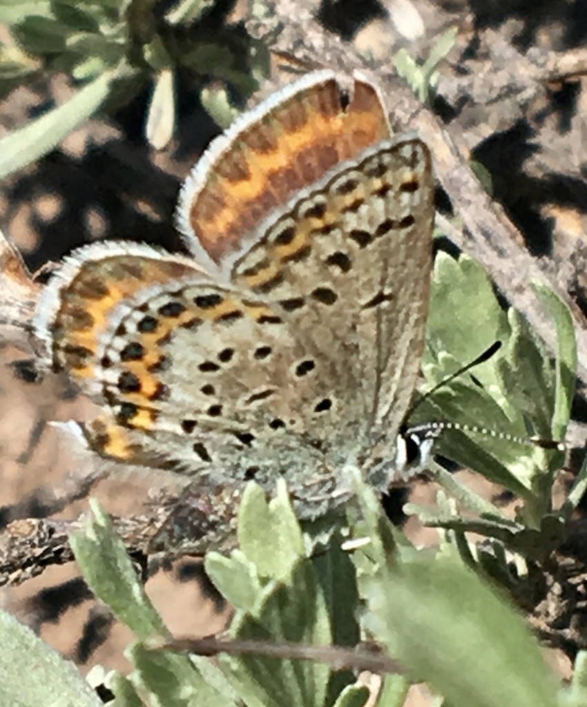 Plebejus (Plebejus)